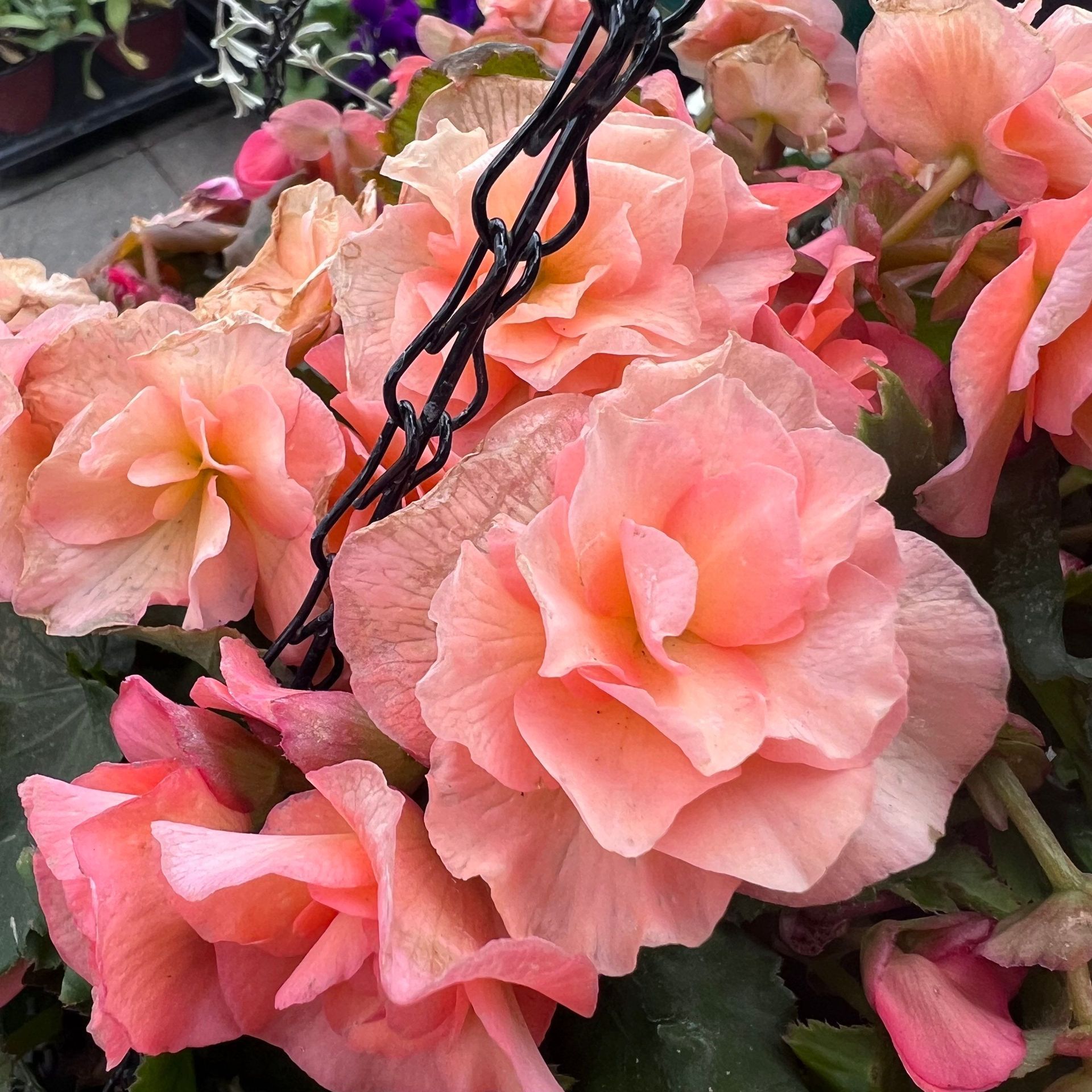 A bunch of pink flowers hanging from a chain