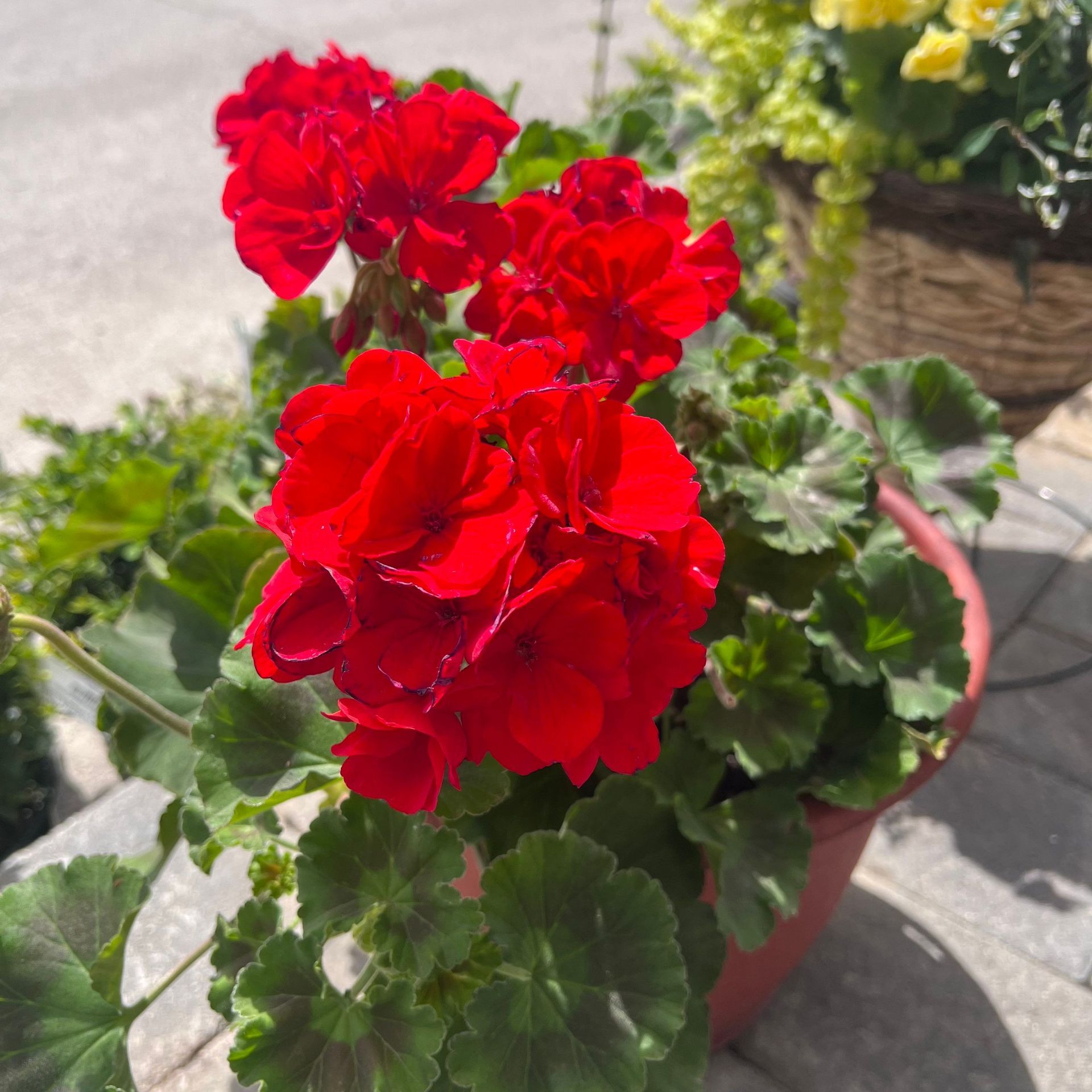 A close up of a potted plant with red flowers.