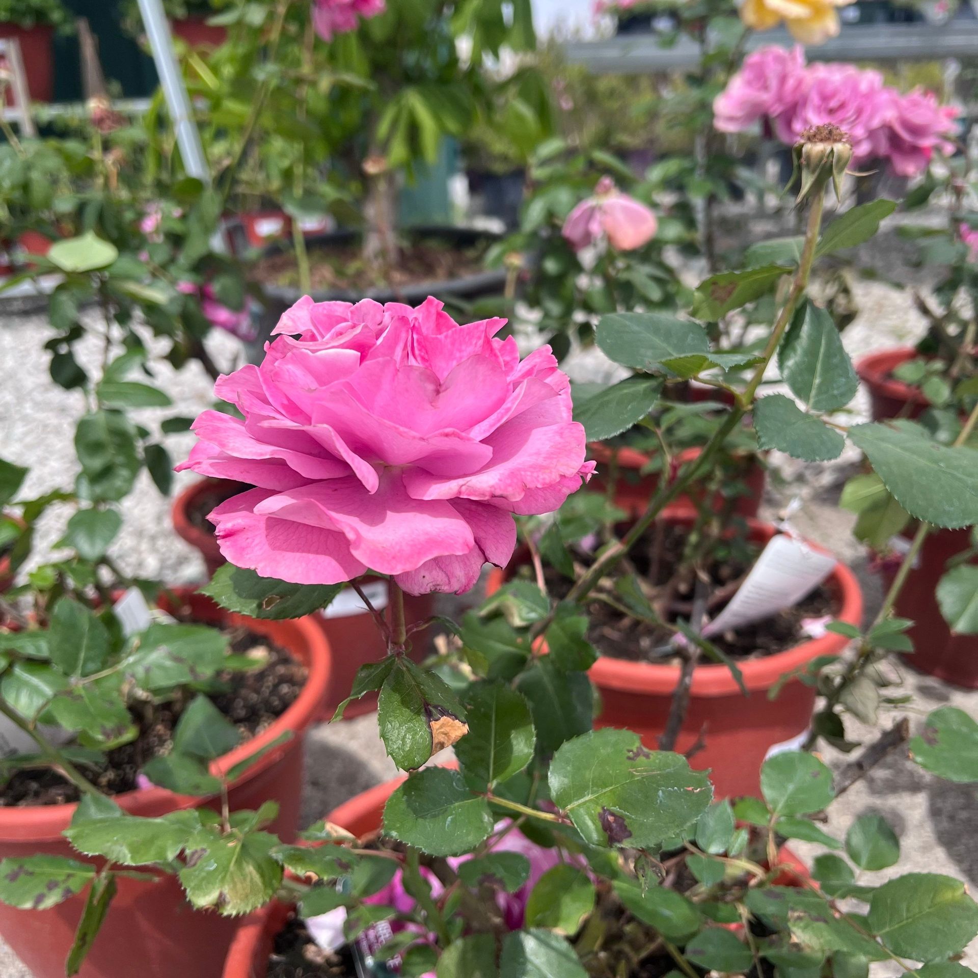 A close up of a pink rose in a pot surrounded by other flowers.