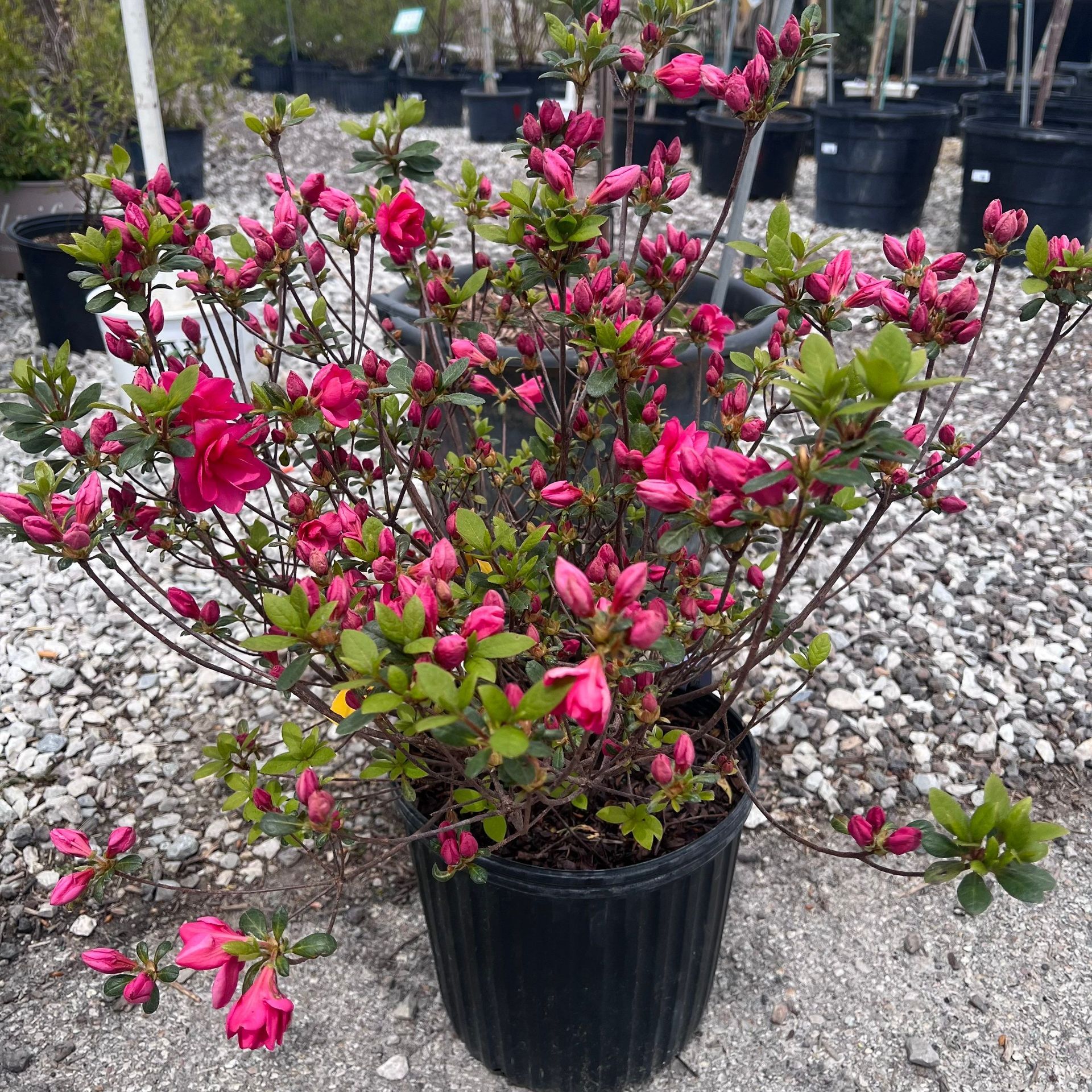 A potted plant with pink flowers and green leaves