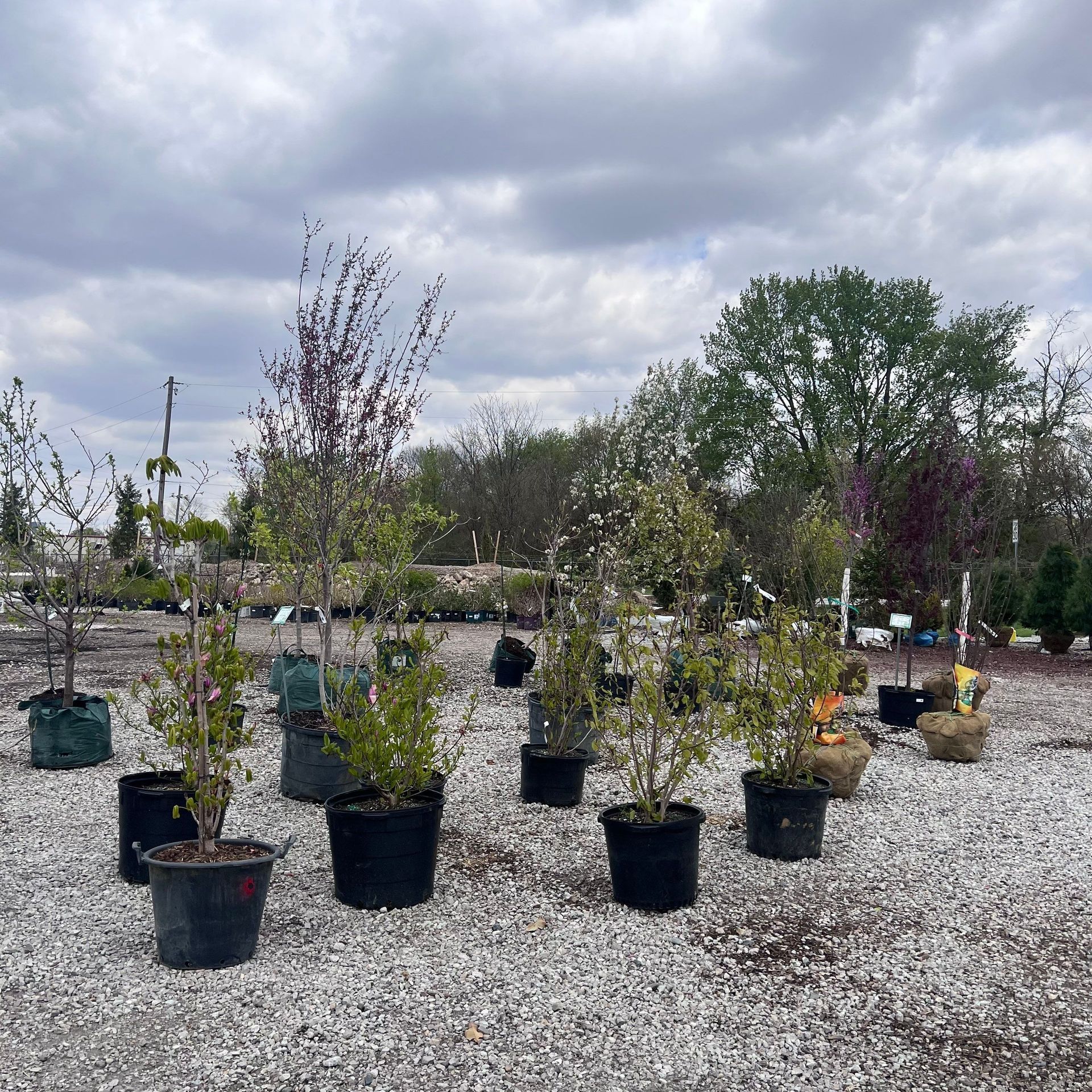 A row of potted plants in a gravel area