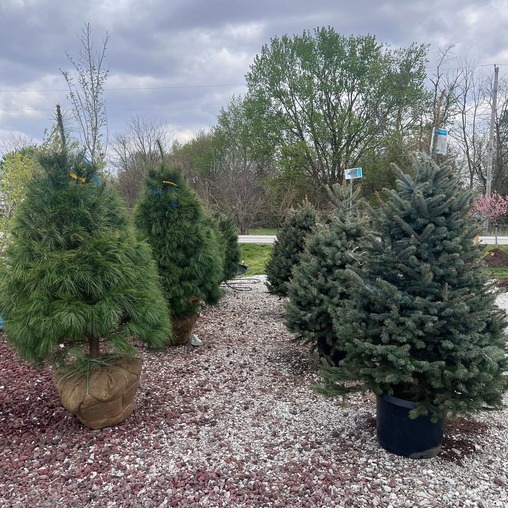 A row of christmas trees in pots sitting on top of gravel.