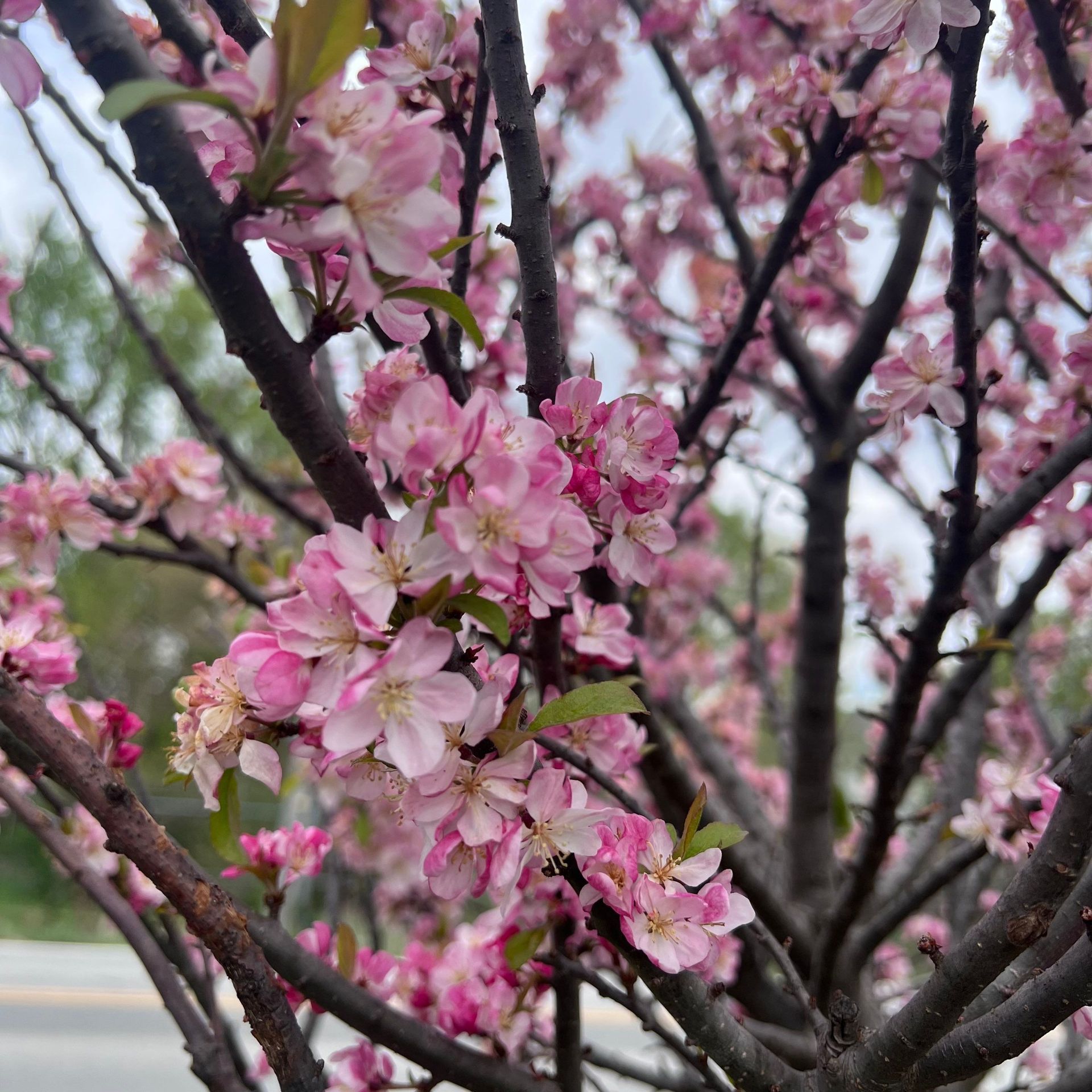 A close up of a tree with pink flowers on it