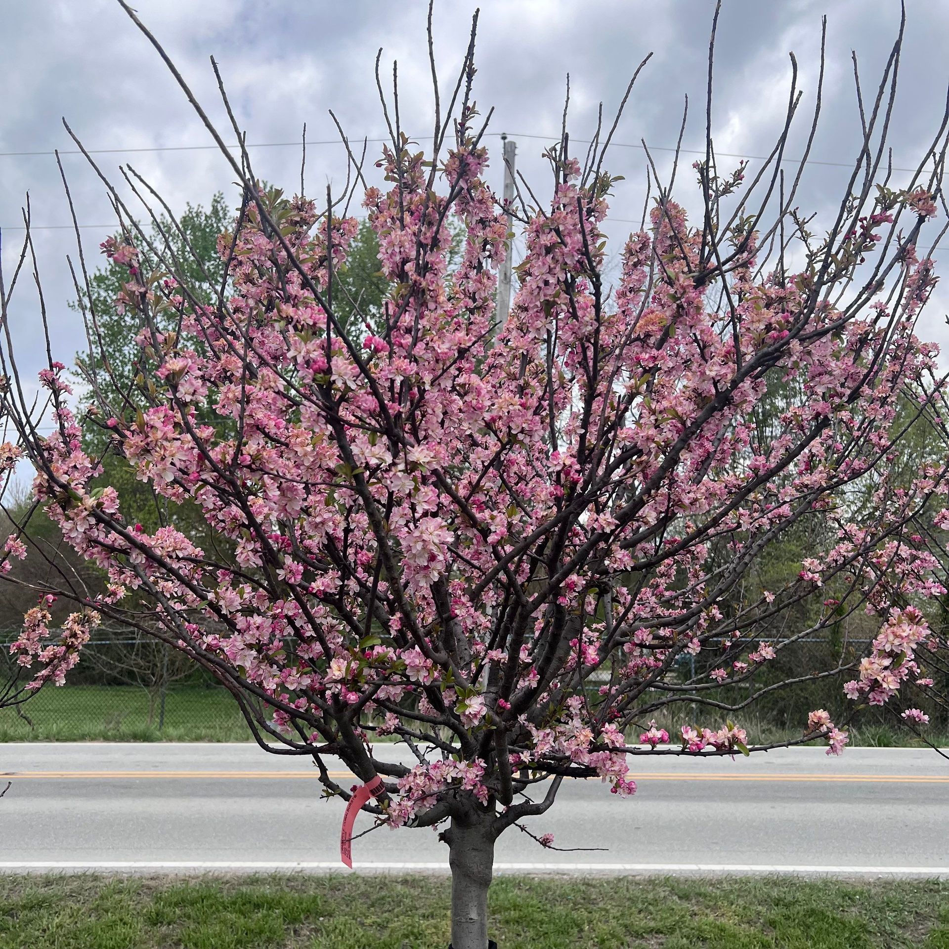 A tree with pink flowers on it is in front of a road.