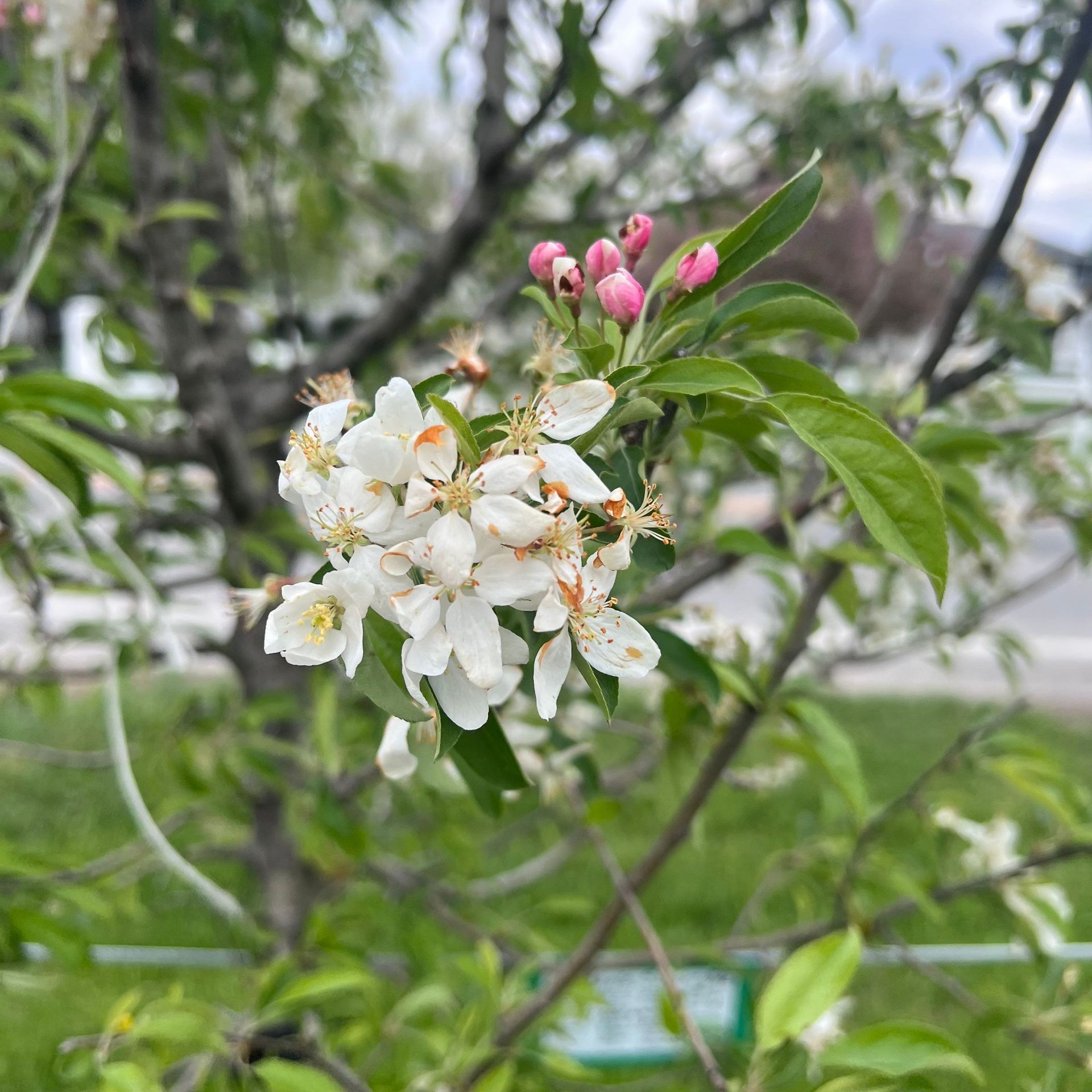 A close up of a tree branch with white flowers and pink buds.