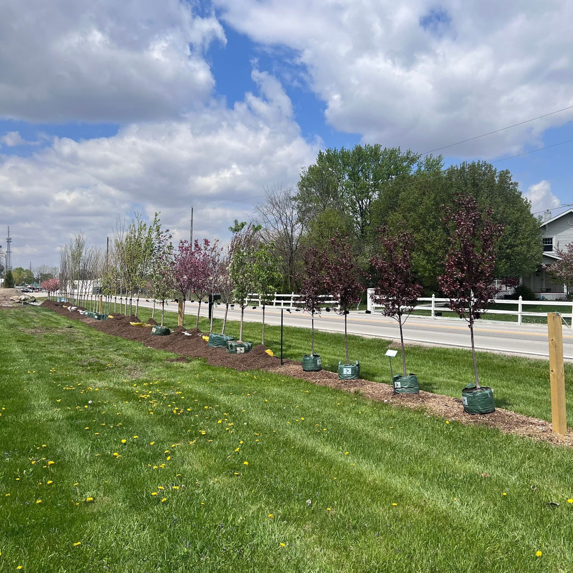 A row of trees sitting on top of a lush green field.