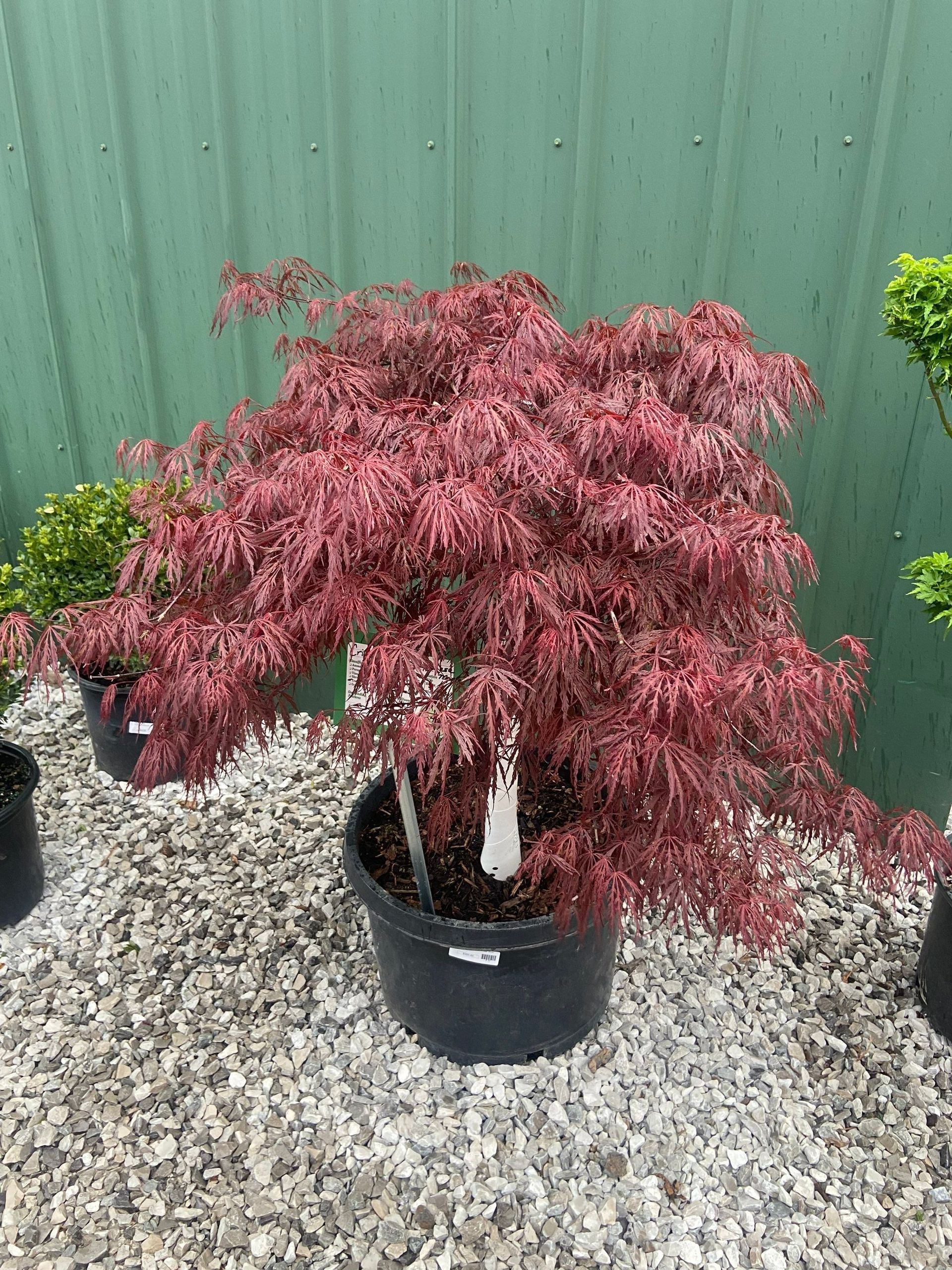 A group of potted plants sitting on top of a pile of gravel.