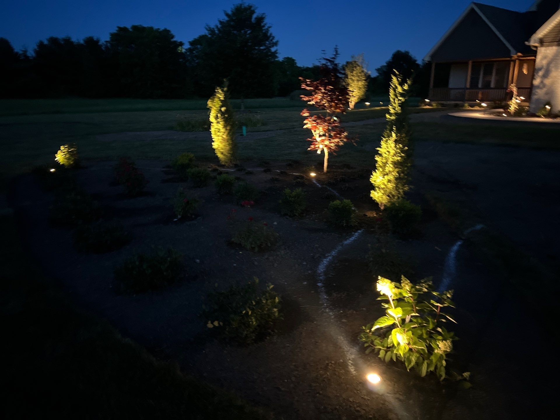 A yard with trees and bushes lit up at night