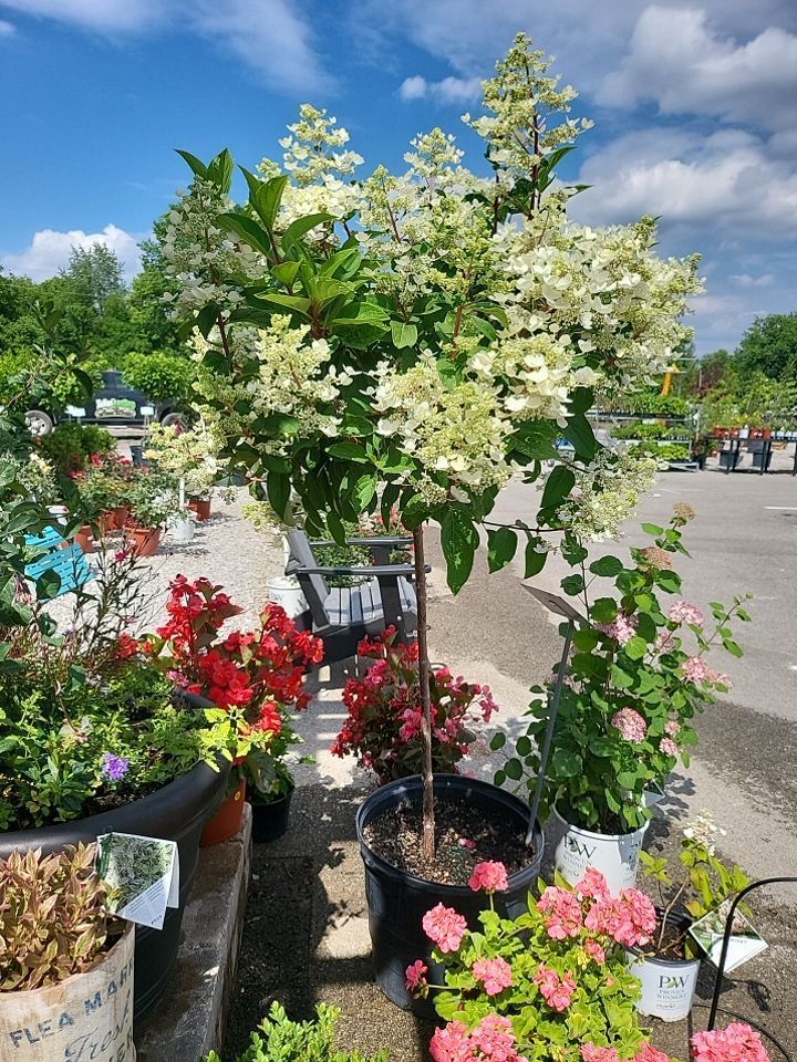 A bunch of potted plants with one that says ' flowers ' on it