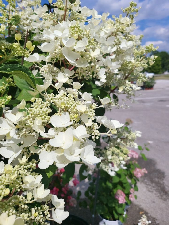 A bush with white flowers and green leaves in a parking lot