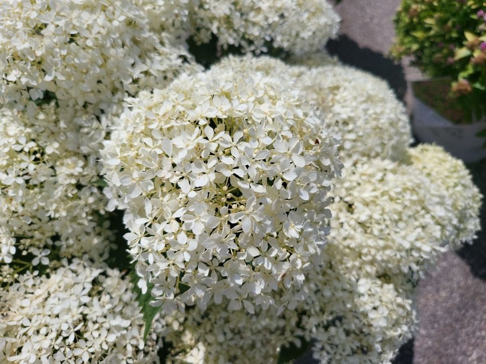 A close up of a bunch of white flowers