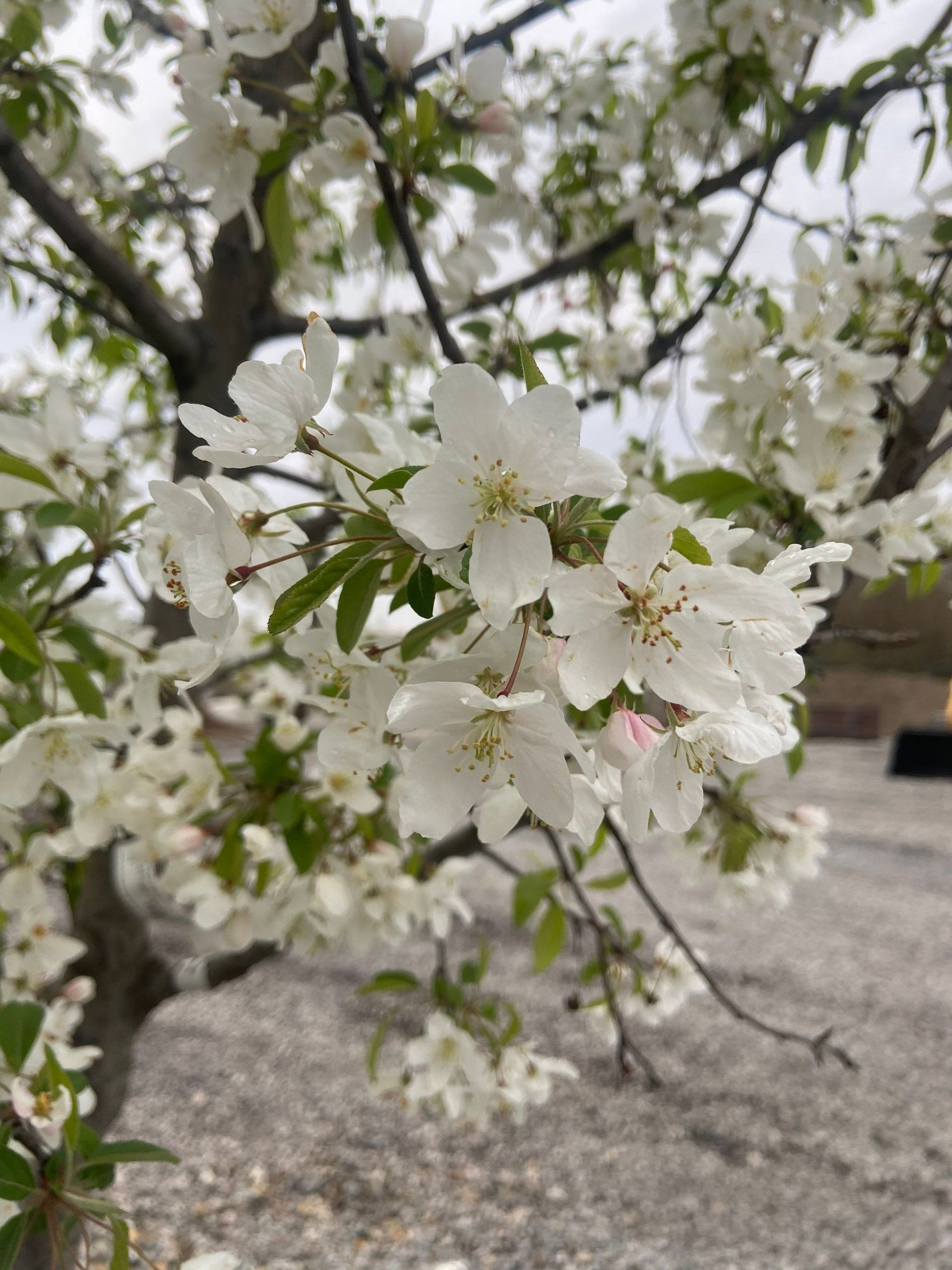 A tree with white flowers and green leaves