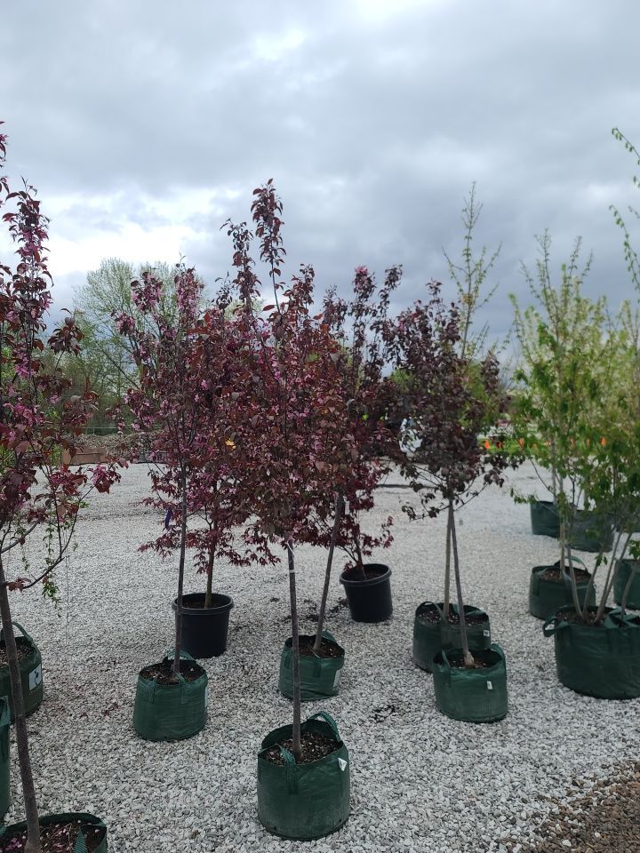A bunch of trees in pots are sitting on gravel.