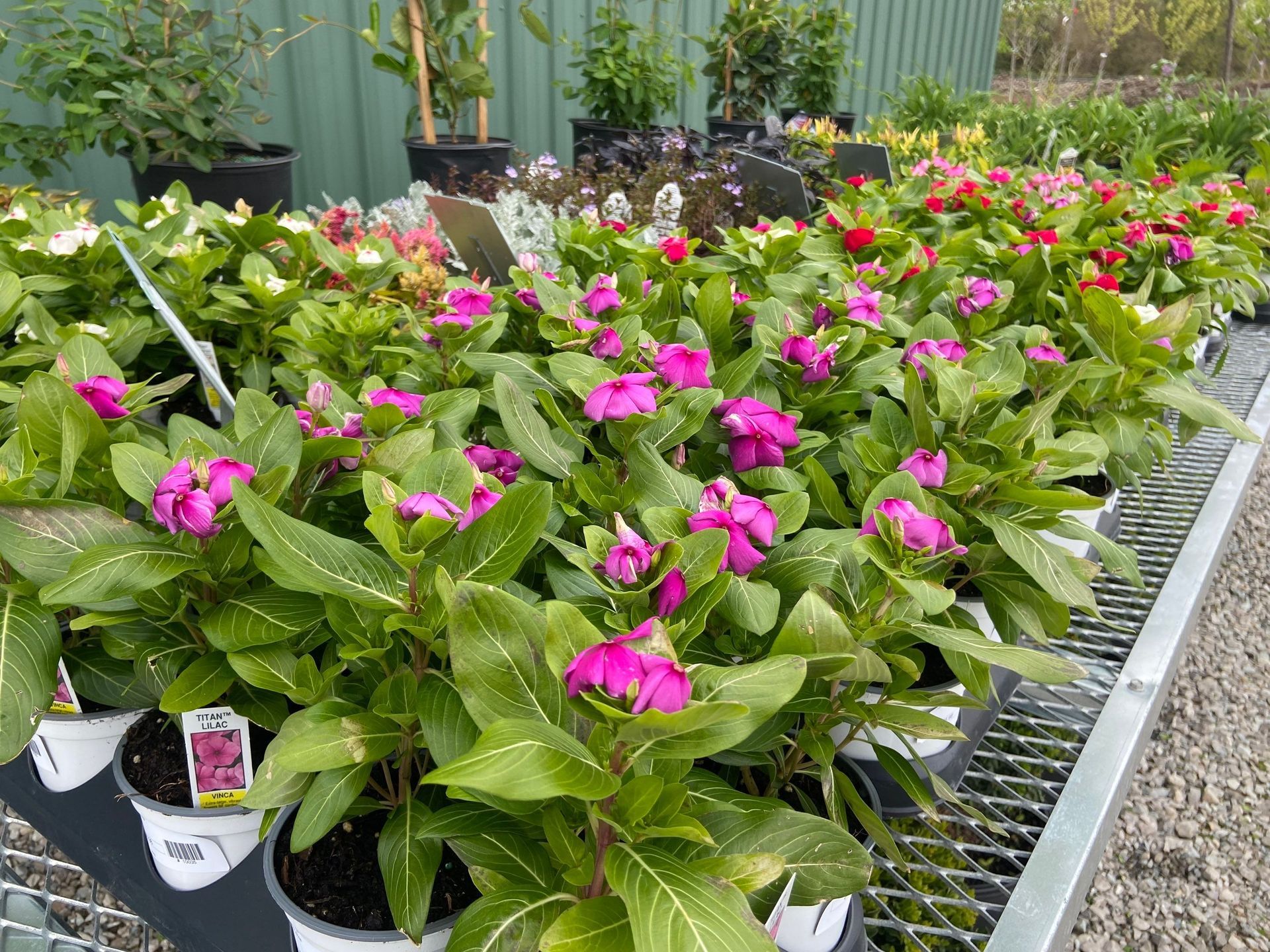 A row of potted plants with pink flowers and green leaves.