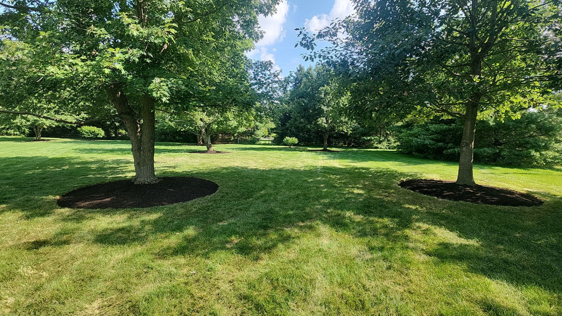 There are two trees in the middle of a lush green field.