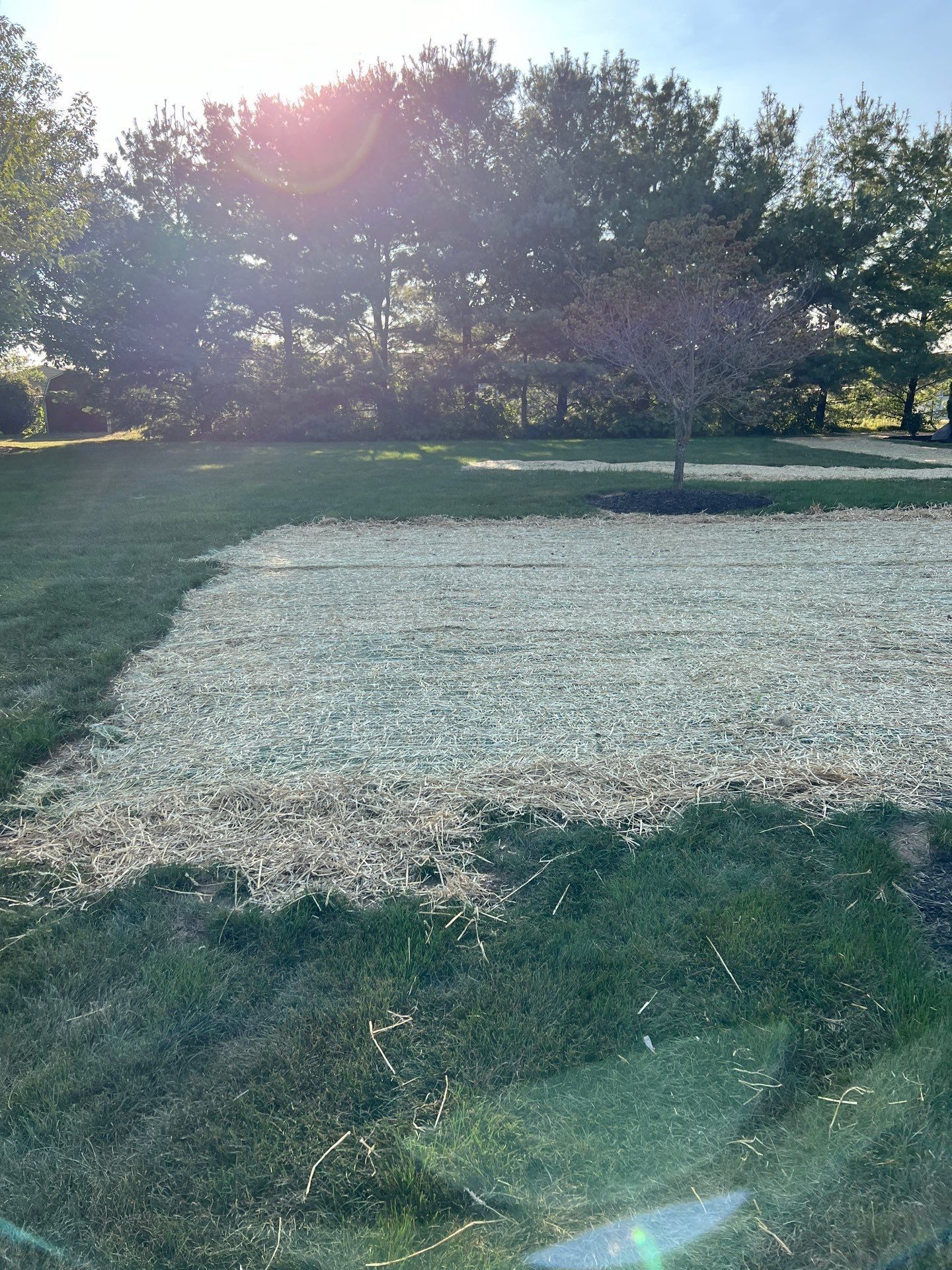 A lawn with a lot of white mulch and trees in the background.