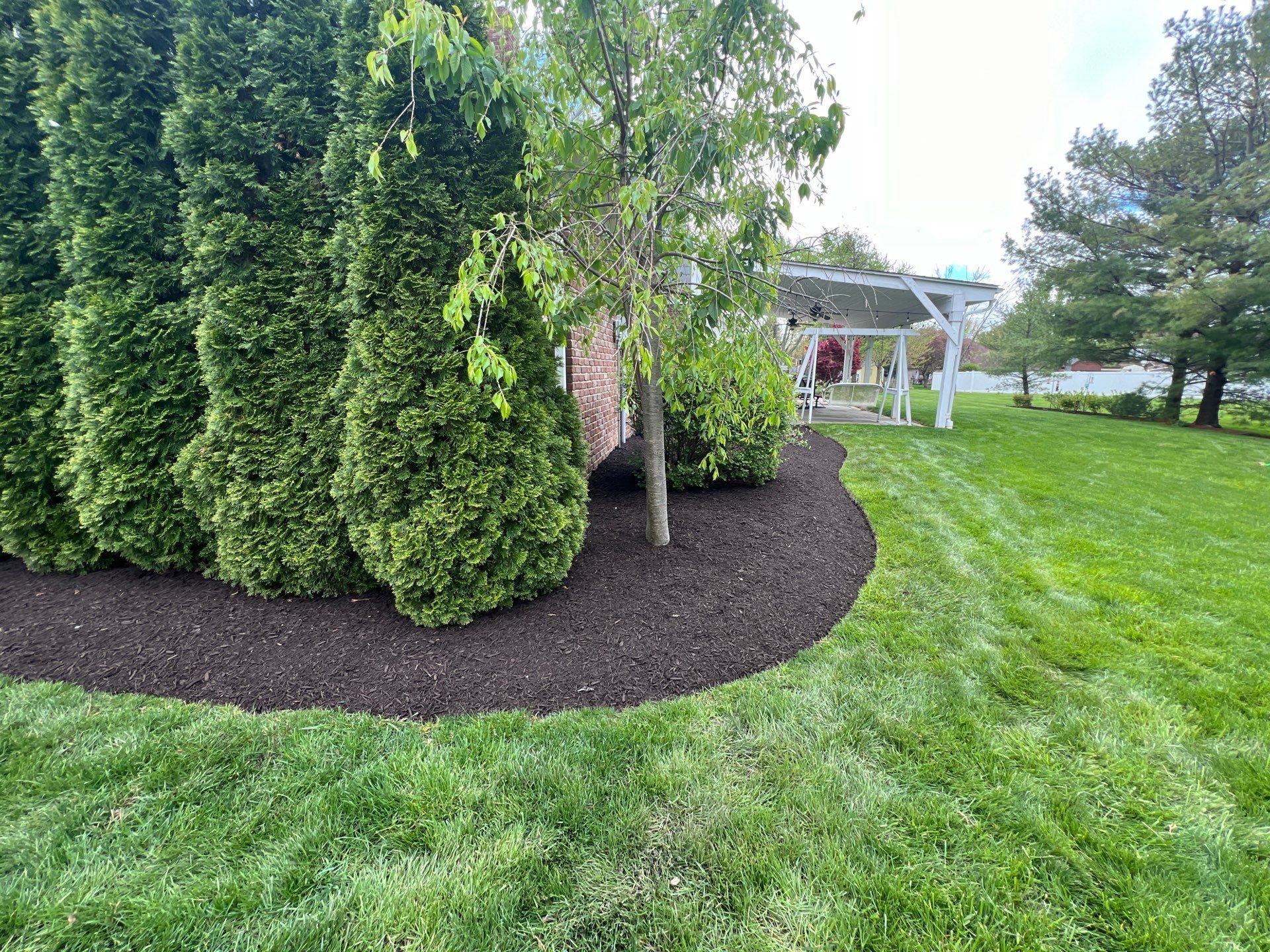 A lush green lawn with trees and mulch in the middle of it.