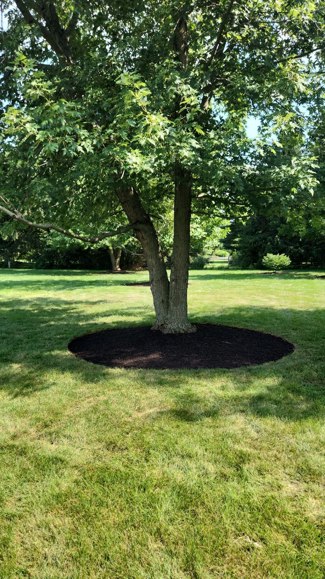 A tree is sitting in the middle of a lush green field.
