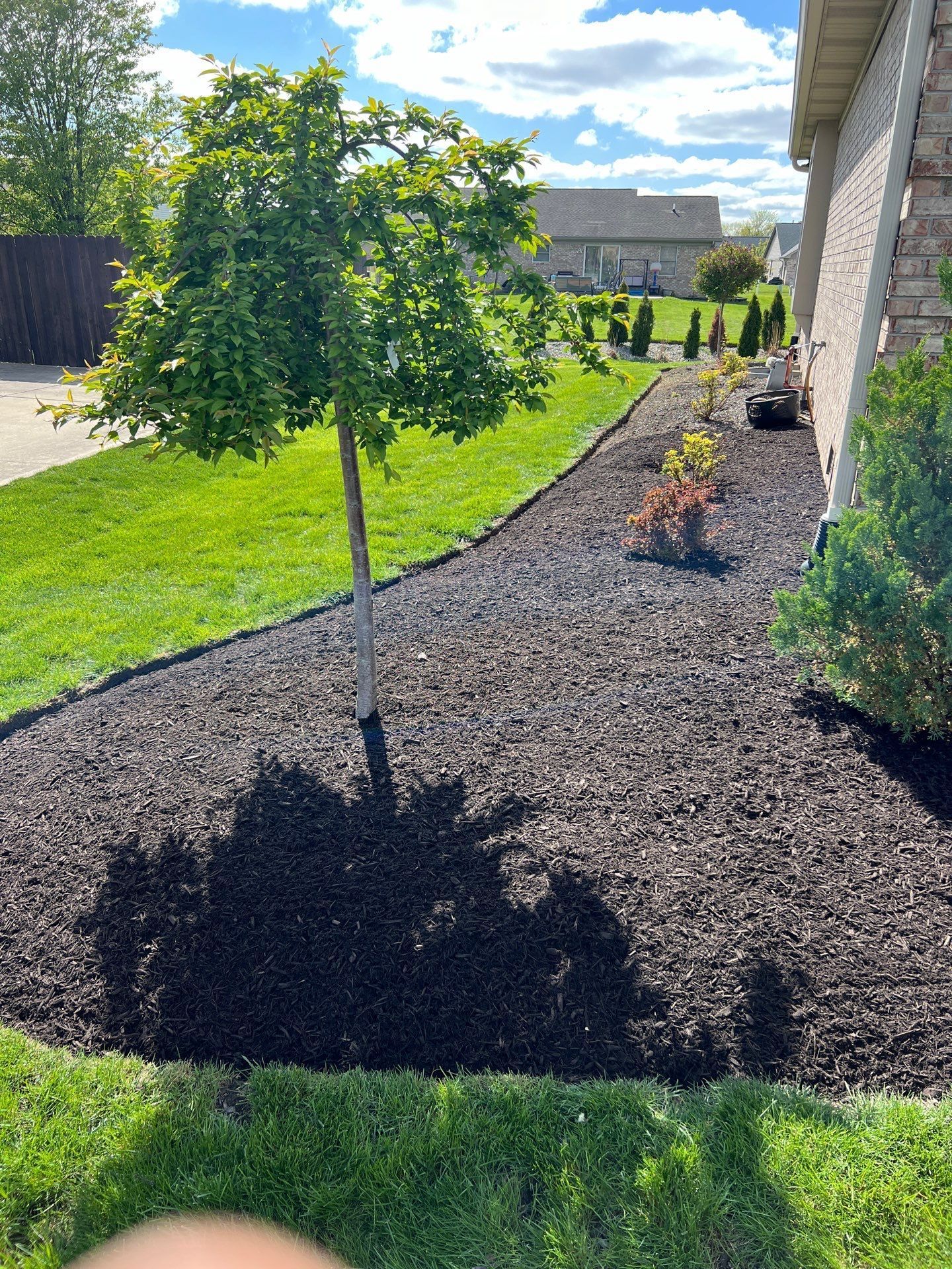 A tree is sitting in the middle of a lush green yard next to a house.
