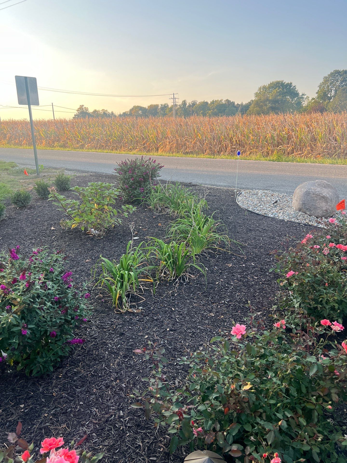 A garden with flowers and a corn field in the background.