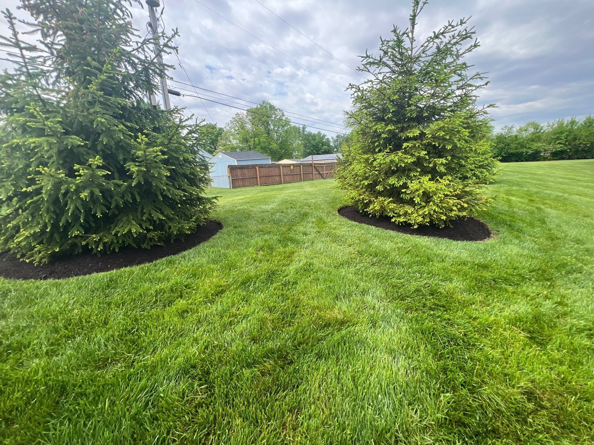 There are two trees in the middle of a lush green field.