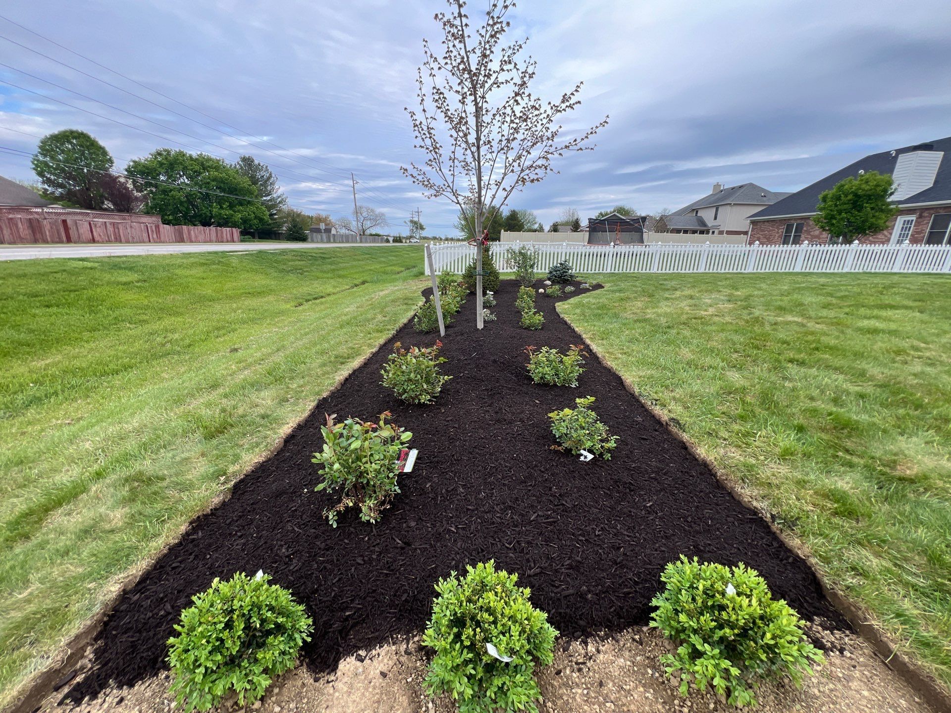 A lush green lawn with a tree in the middle of it.