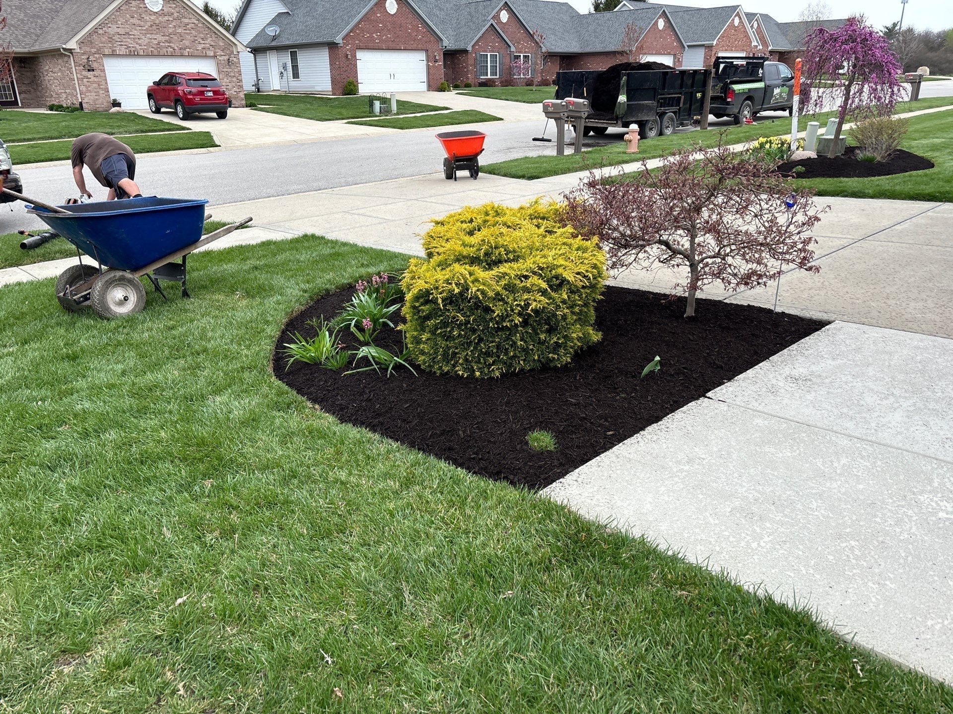 A man is pushing a blue wheelbarrow down a lush green lawn.