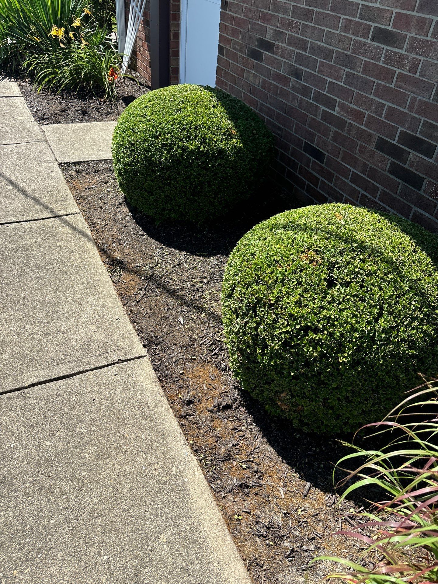 A couple of bushes sitting on the side of a sidewalk next to a brick building.