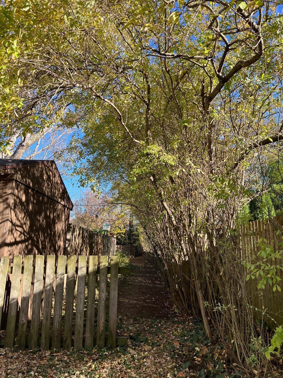A wooden fence is surrounded by trees and bushes in a yard.