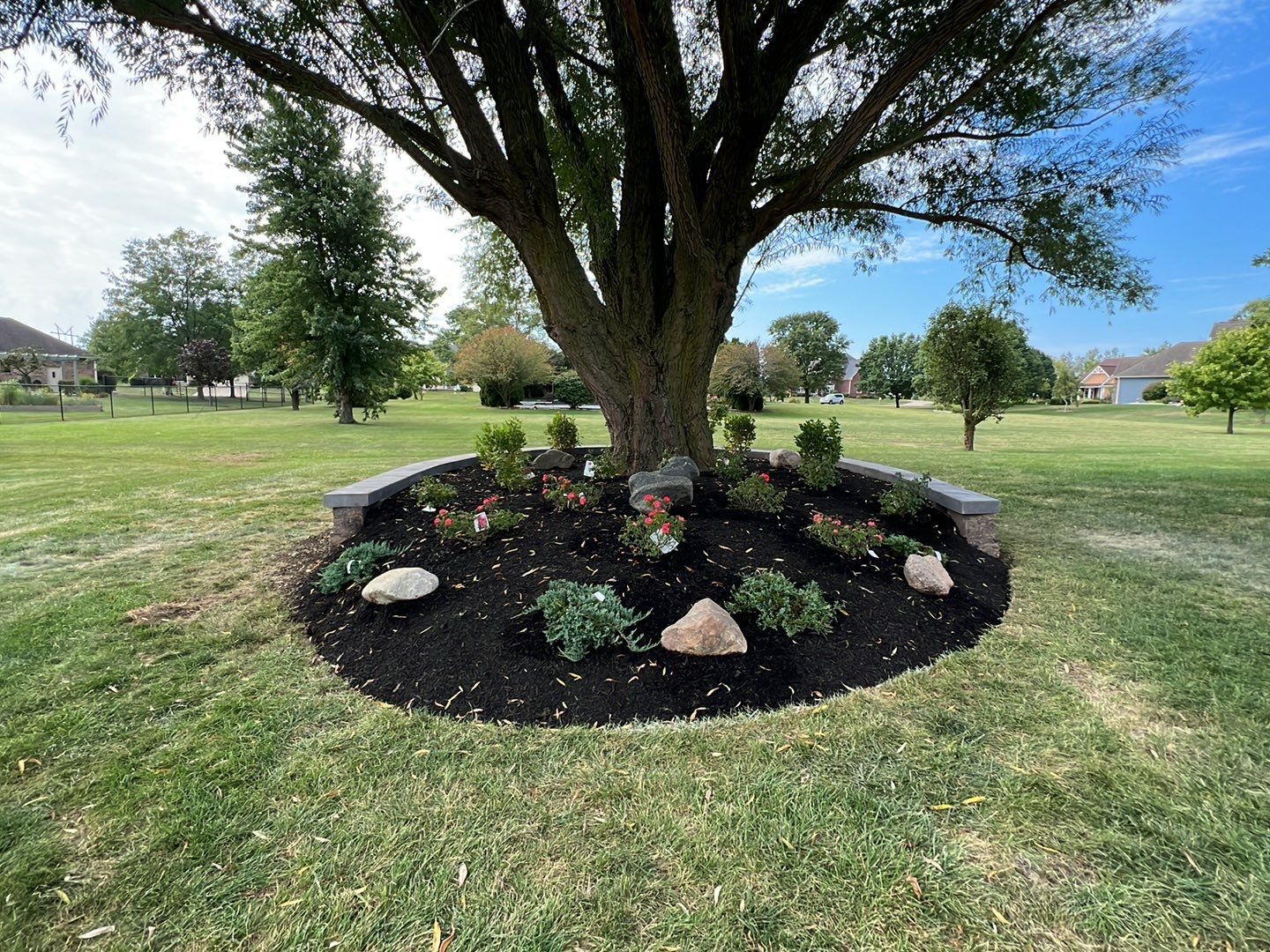 A tree is sitting in the middle of a lush green field surrounded by plants and rocks.
