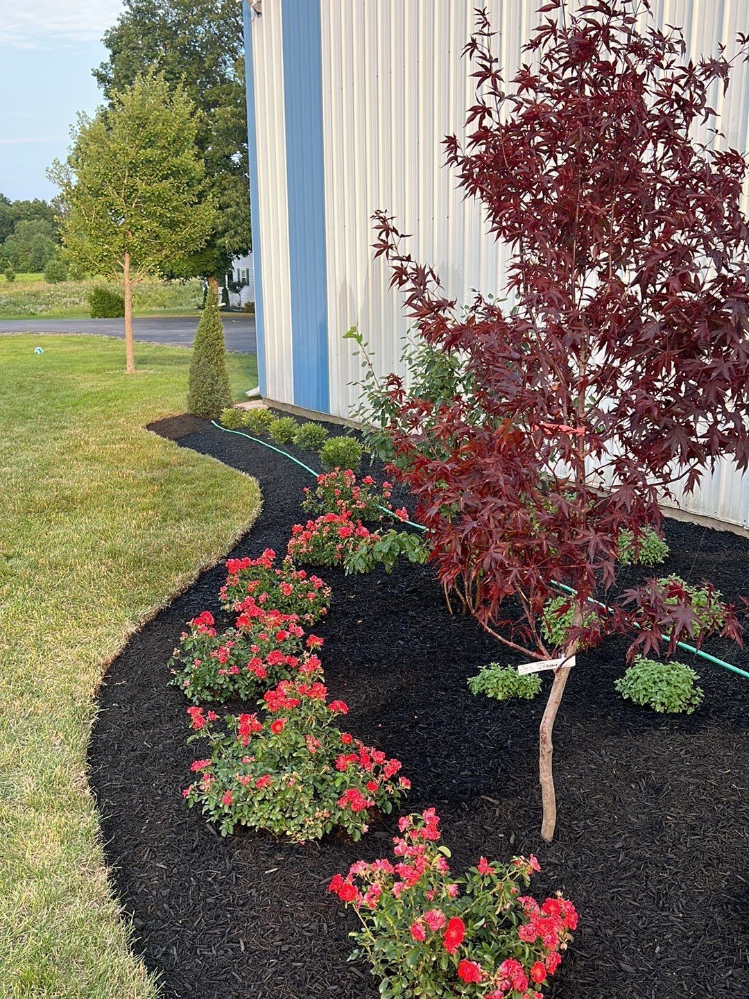 A row of flowers and a tree in a garden in front of a building.