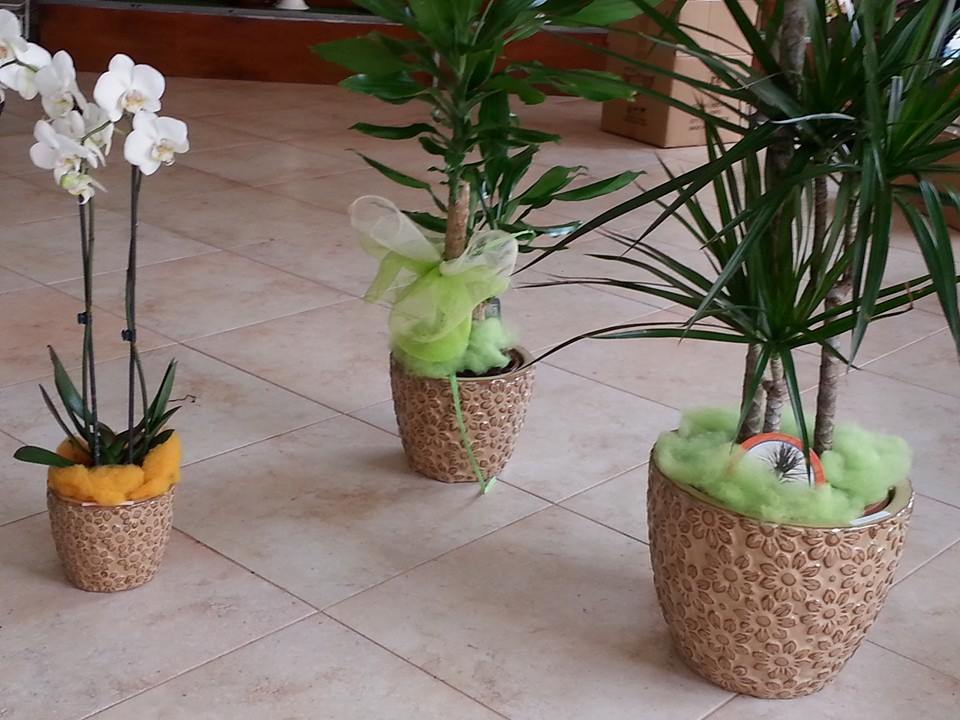 Vasi tondi con piante