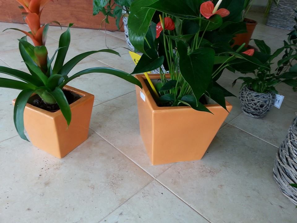 Vasi quadrati con piante