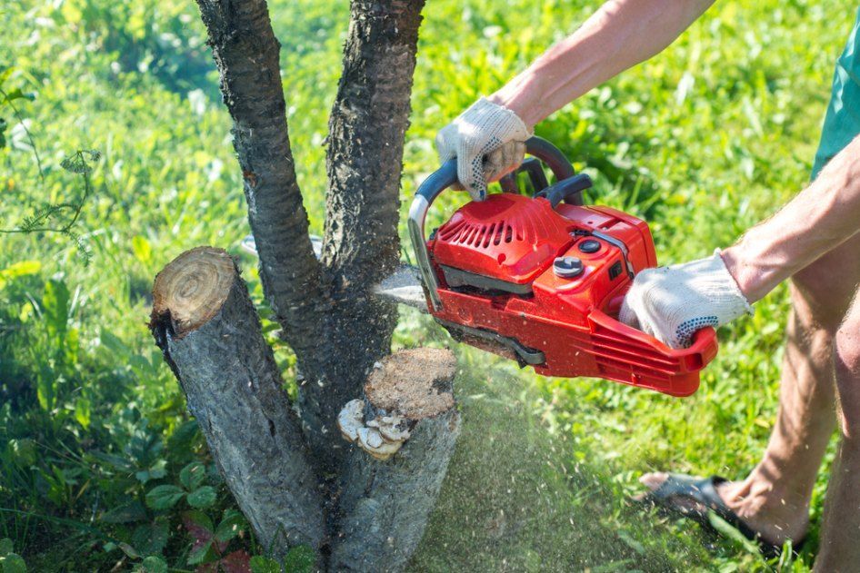 A Person is Cutting With Chainsaw — Morrison Tree Services in Maroochy River, QLD