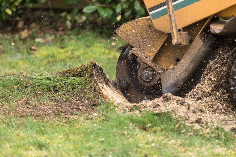 A Stump Grinder is Cutting a Tree Stump in the Grass — Morrison Tree Services in Maroochy River, QLD