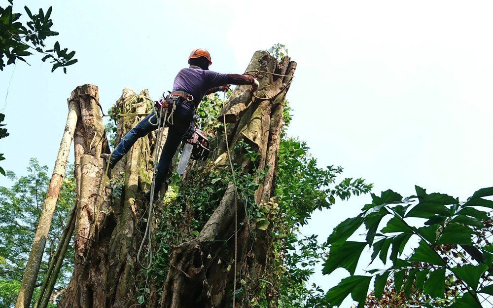 A Man is Climbing Up a Tree Stump in the Woods — Morrison Tree Services in Maroochy River, QLD