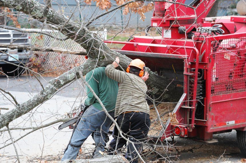 Two Men Are Cutting a Tree in Front of a Tree Chipper — Morrison Tree Services in Maleny, QLD