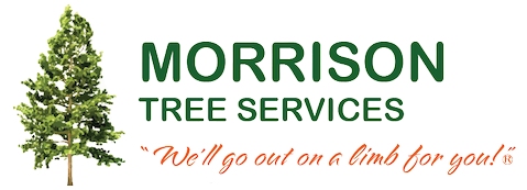 Tree Services on the Sunshine Coast