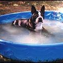  Dog in Pool