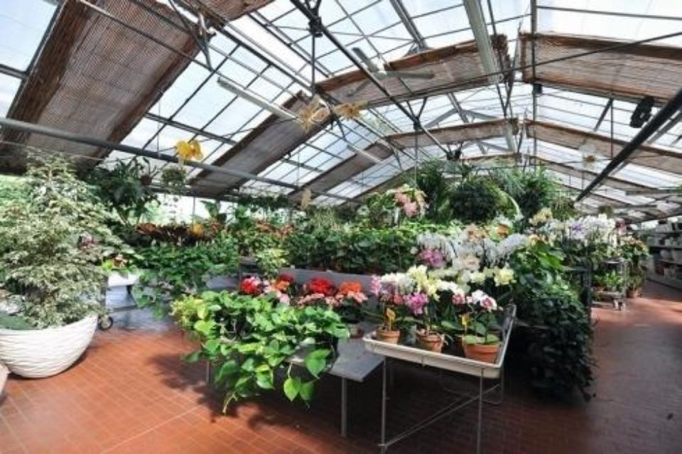 vivaio di piante