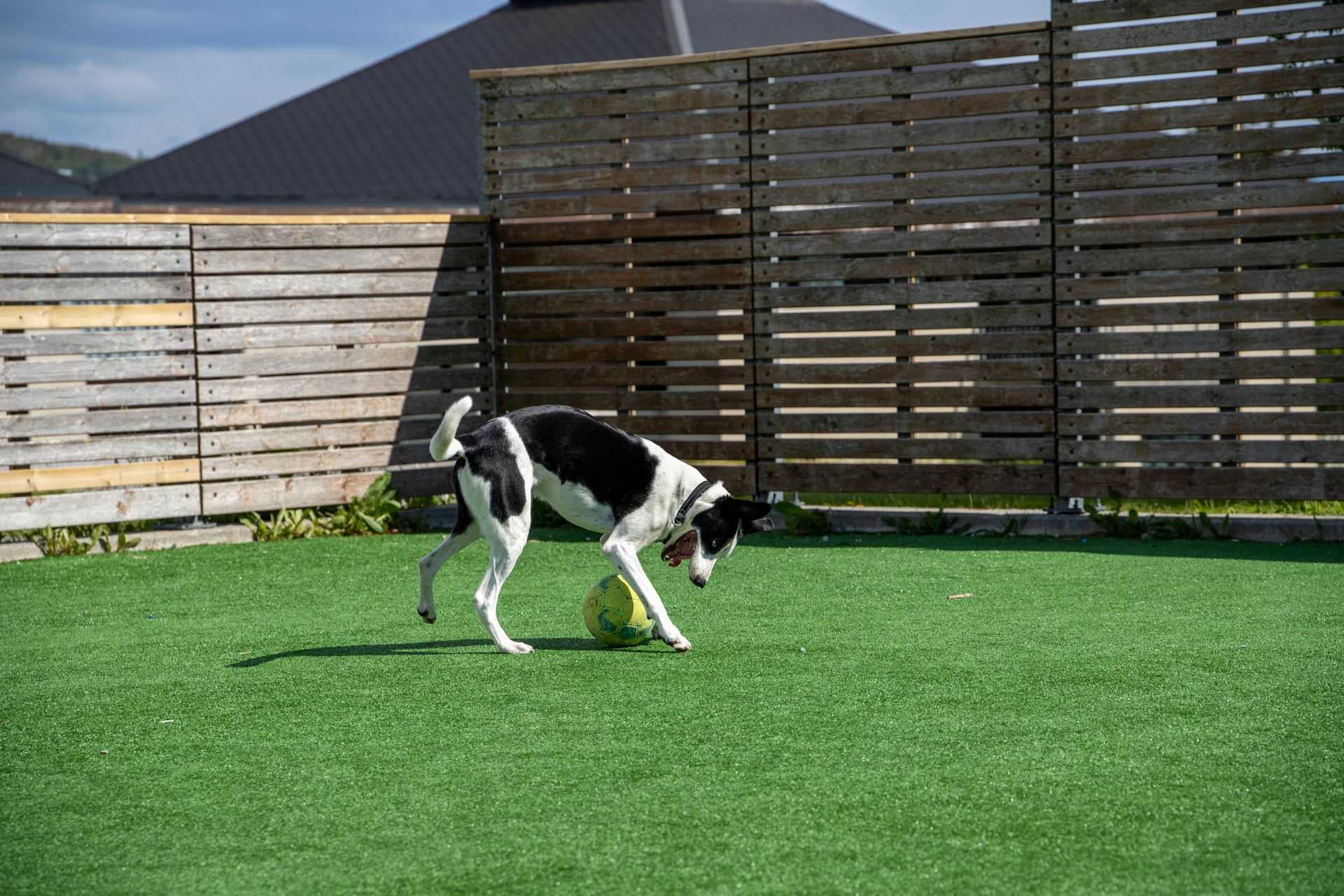 A black and white dog plays with a yellow ball on a green turf lawn in front of a wooden slatted fence.