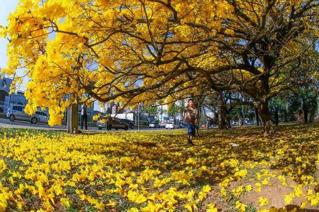 Temporada da florada dos ipês amarelos em Curitiba
