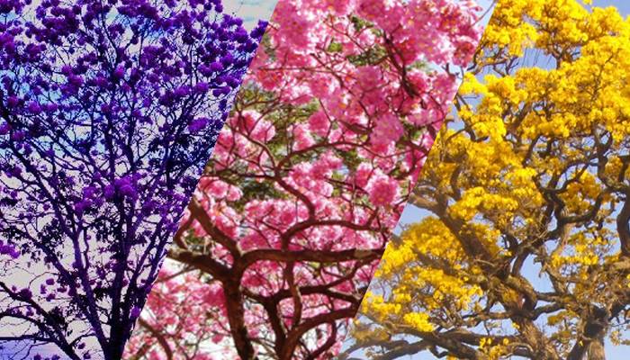 Temporada da florada dos ipês em Maringá