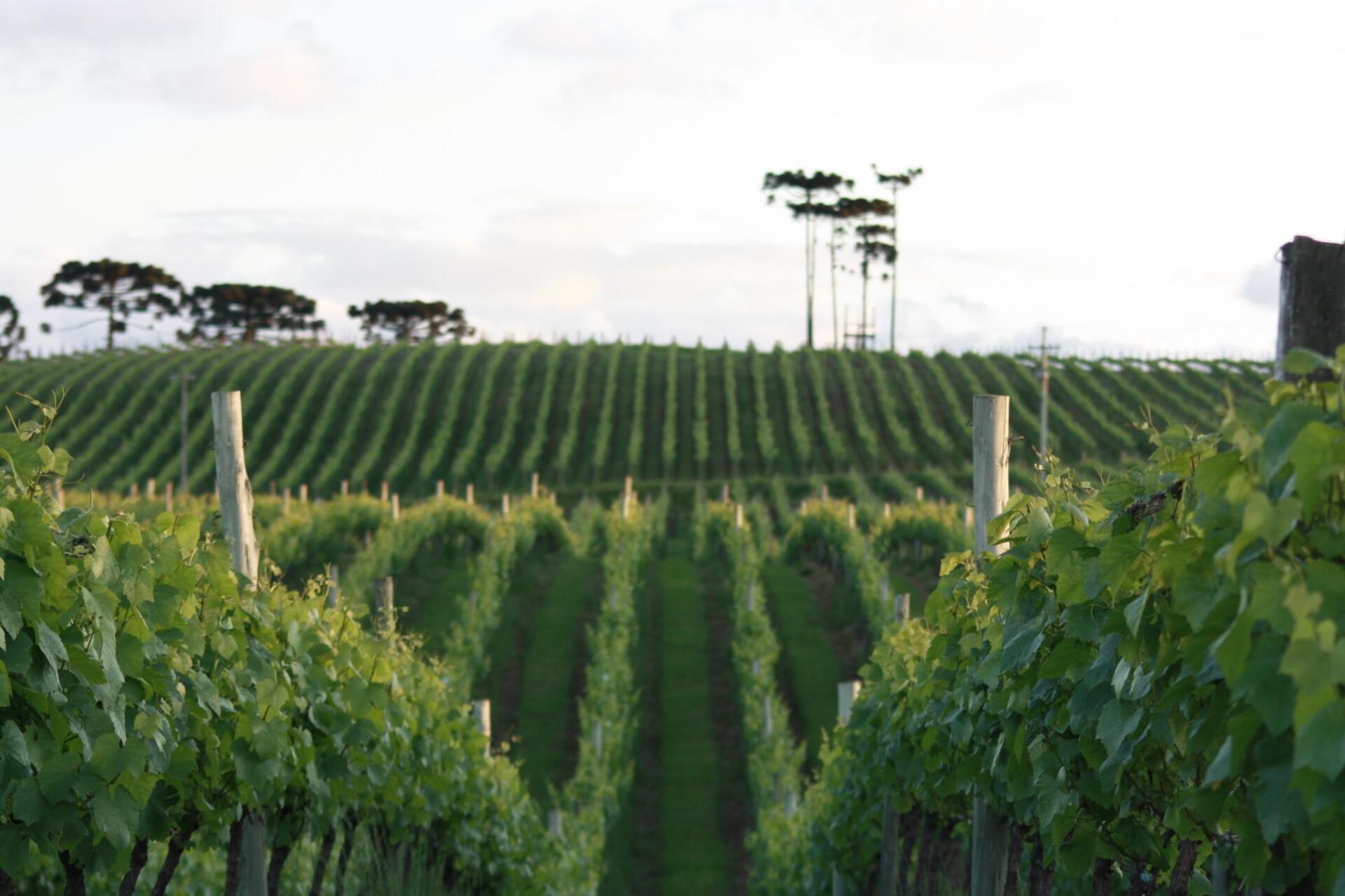 Vinícola Família Geisse