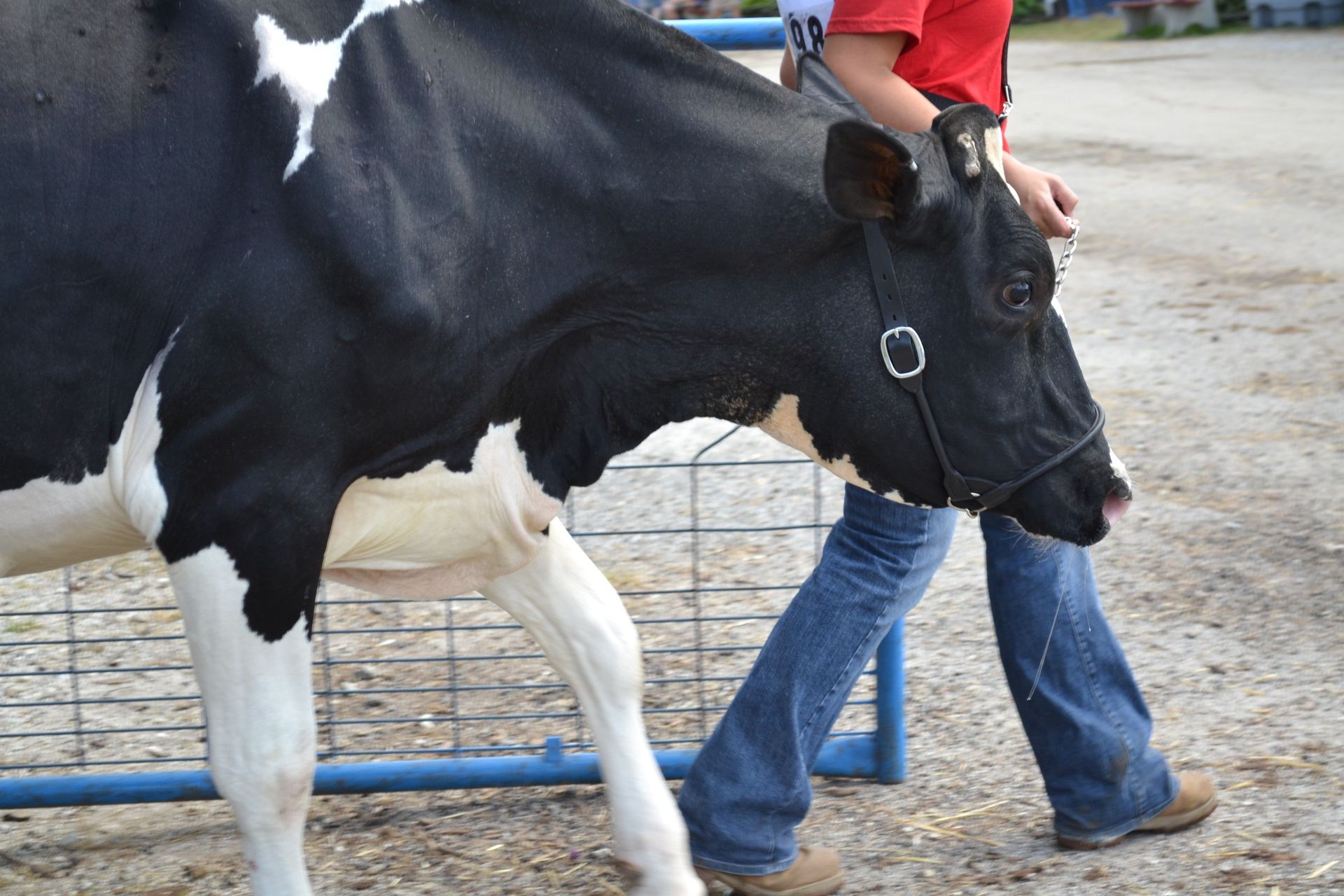 Black-and-white cow being led by a person in jeans beside a metal fence outdoors