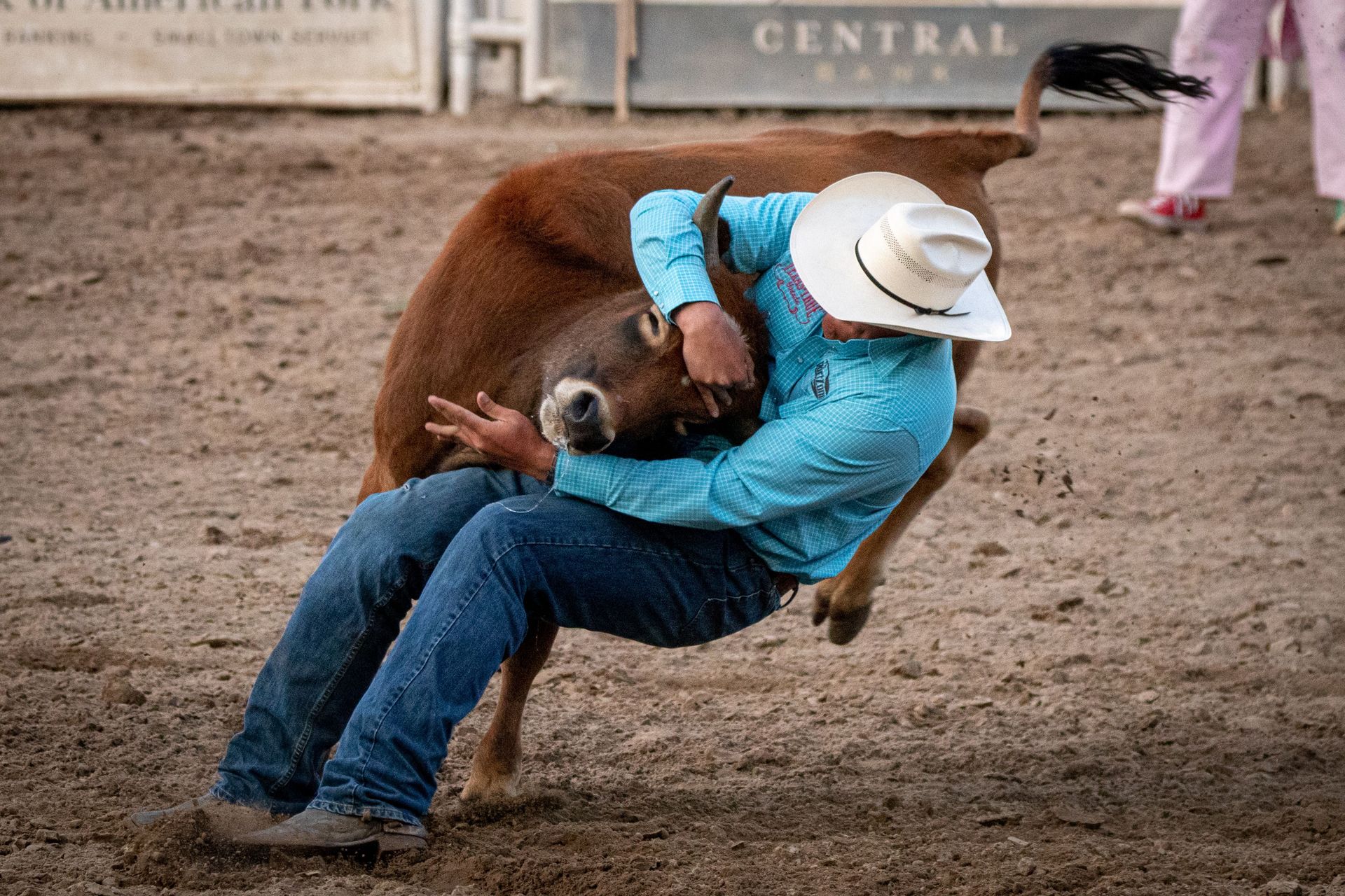 Rodeo rider in a blue shirt and white hat wrestling a calf in a dirt arena