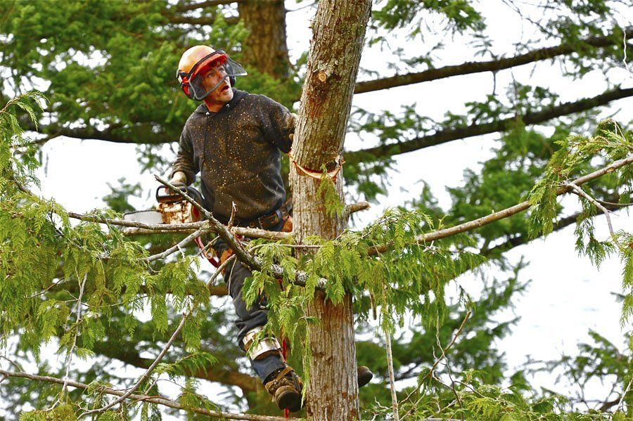 Expert Tree Services Wyckoff, NJ Carney Tree Service, LLC