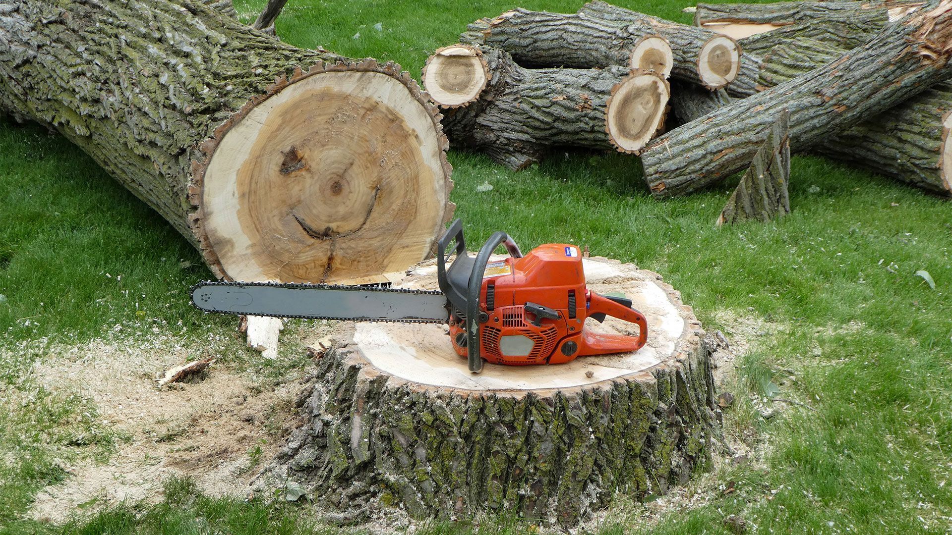 Tree Stump Grinding Services | Professional Stump Grinding in
