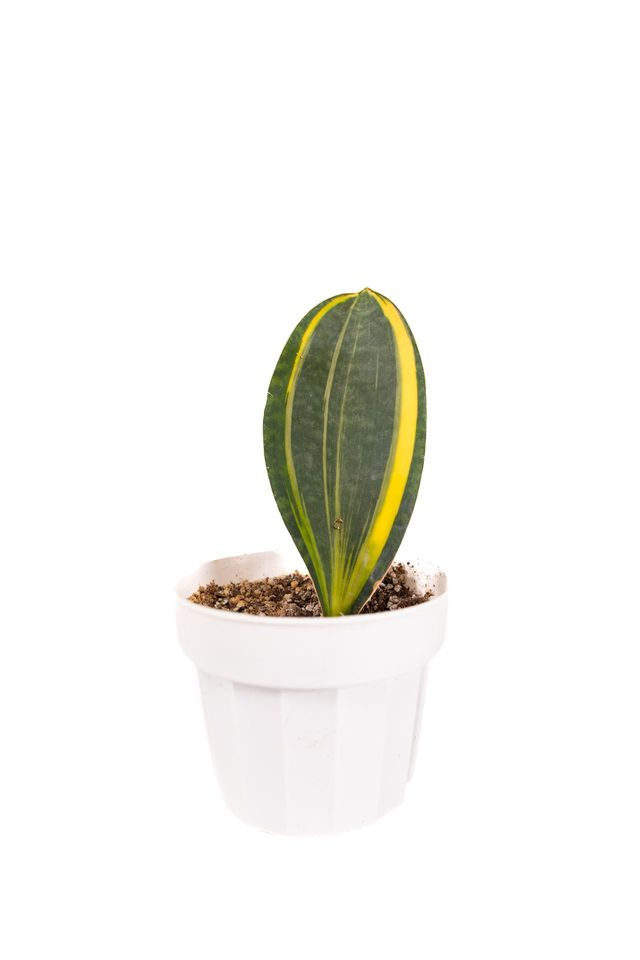 snake plant online Snake Plant Gold Flame - Low Maintenance Air Purifying Plant