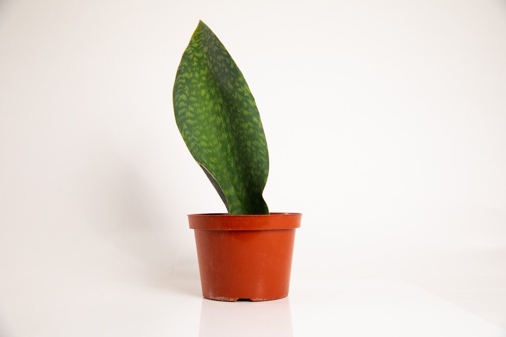 Sansevieria / Snake Plants
